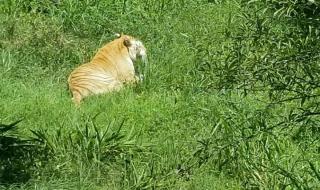 重庆野生动物世界